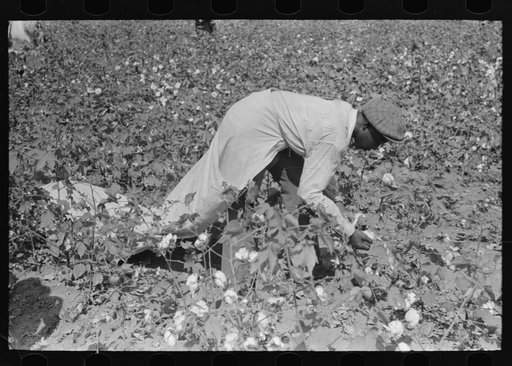 Picking cotton near Lehi, Arkansas