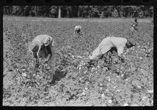 Picking cotton near Lehi, Arkansas
