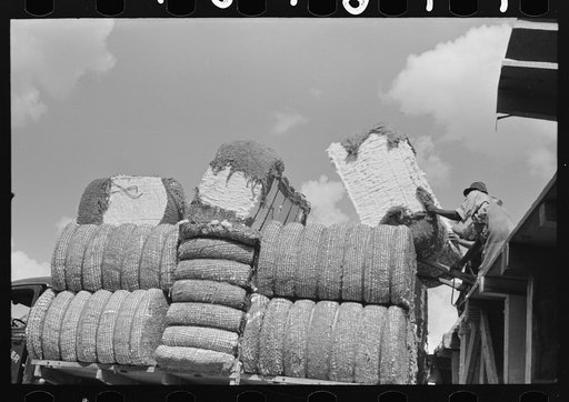 Cotton, Lehi, Arkansas