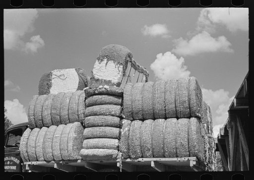 Cotton, Lehi, Arkansas