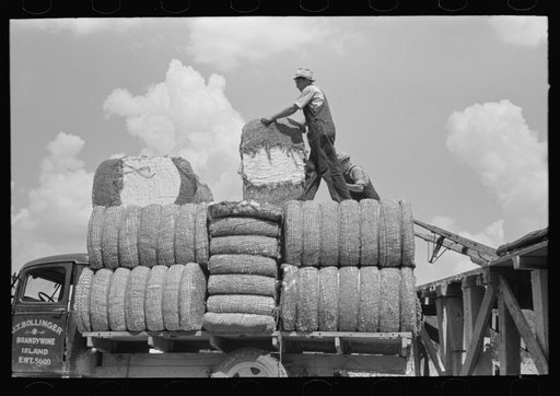 Loading cotton onto truck from gin platform, Lehi, Arkansas