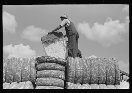 Loading bale of cotton onto truck, Lehi, Arkansas
