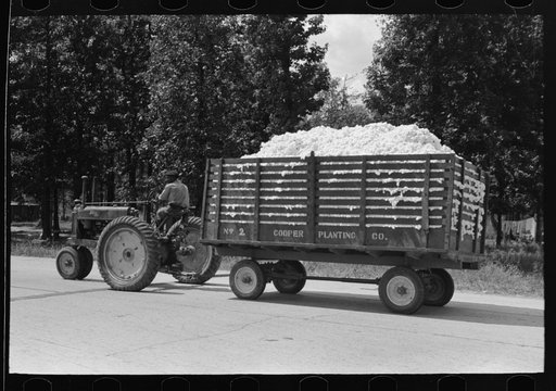 Modern method of transporting cotton to gin, Lehi, Arkansas