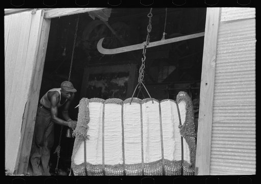 Cotton on scales at gin, Lehi, Arkansas