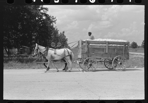 Hauling cotton to gin, Lehi, Arkansas