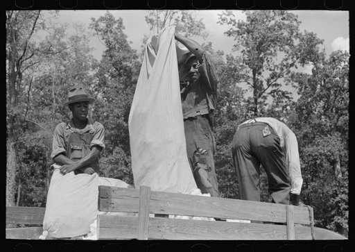 Emptying bag of cotton onto truck, Lehi, Arkansas