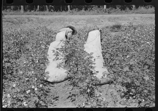 Untitled photo, possibly related to: Cotton pickers with knee pads, Lehi, Arkansas