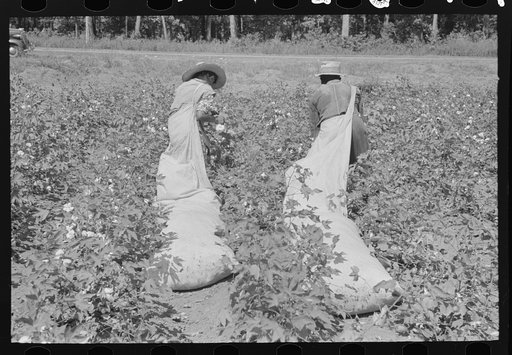 Cotton pickers, Lehi, Arkansas