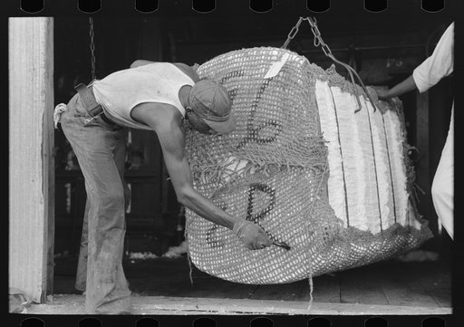 Painting identification marks on a bale of cotton, Lehi, Arkansas