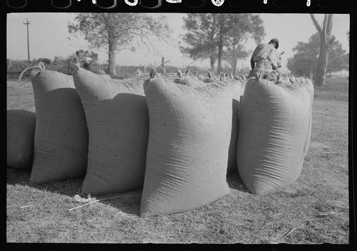Bags of rice fresh from thresher, Crowley, Louisiana