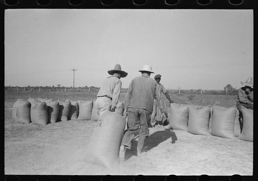 Untitled photo, possibly related to: Dragging sacks of rice from thresher to stack, Crowley, Louisiana