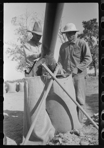 Filling bags of rice at threshing machine near Crowley, Louisiana