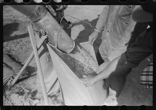 Filling bags of rice at threshing machine near Crowley, Louisiana
