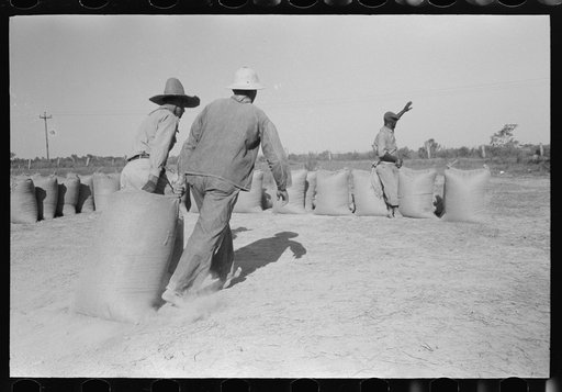 Dragging sacks of rice from thresher to stack, Crowley, Louisiana
