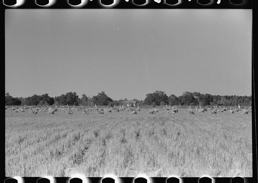 Untitled photo, possibly related to: Cranes in rice field, Crowley, Louisiana
