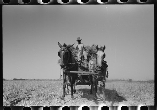 Untitled photo, possibly related to: Latest method of transporting rice from the field to thresher, near Crowley, Louisiana