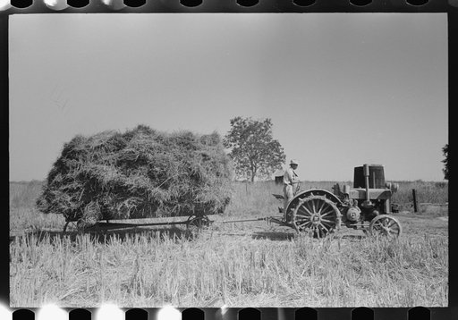 Latest method of transporting rice from the field to thresher, near Crowley, Louisiana