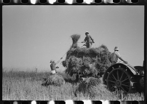 Pitching rice into wagon. Note that bundle of rice is caught by worker on wagon after it is pitched up. Crowley, Louisiana