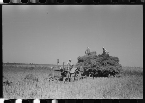 Untitled photo, possibly related to: Harvesting rice, Crowley, Louisiana