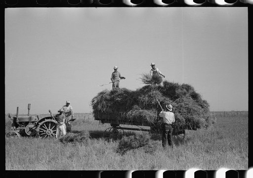 Harvesting rice, Crowley, Louisiana