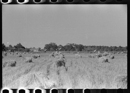 Cranes in rice field, Crowley, Louisiana