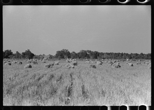 Untitled photo, possibly related to: Cranes in rice field, Crowley, Louisiana