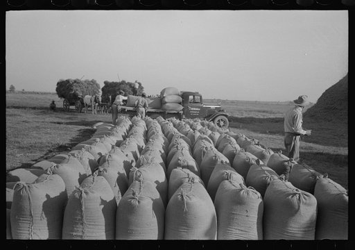 Threshing rice, Louisiana