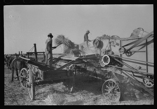 Untitled photo, possibly related to: Feeding bundles of rice to thresher on farm near Crowley, Louisiana