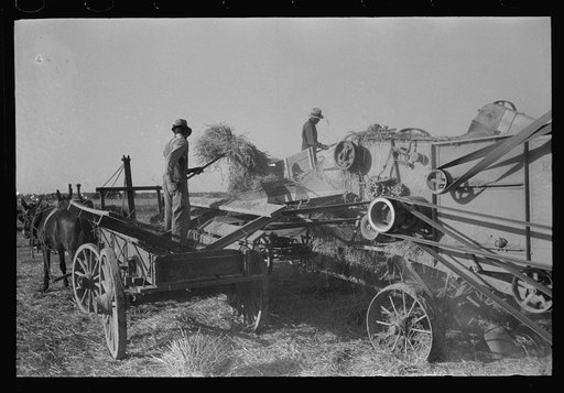 Feeding bundles of rice to thresher on farm near Crowley, Louisiana
