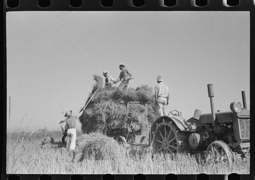 Untitled photo, possibly related to: Harvesting rice, Crowley, Louisiana