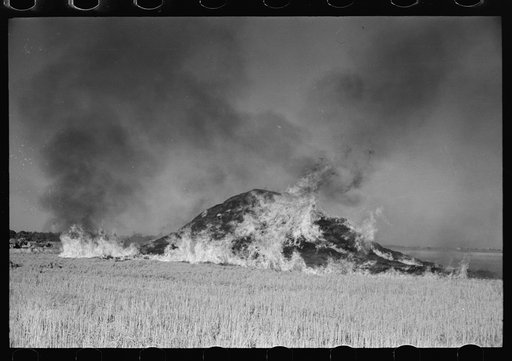 Burning straw stack in rice field near Crowley, Louisiana