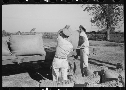 Loading rice onto truck, Crowley, Louisiana
