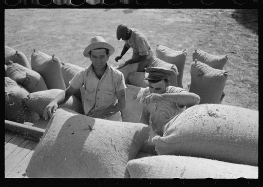 Untitled photo, possibly related to: Sewing filled sack of rice, Crowley, Louisiana