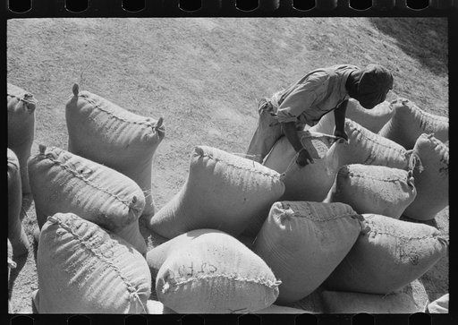 Sewing filled sack of rice, Crowley, Louisiana