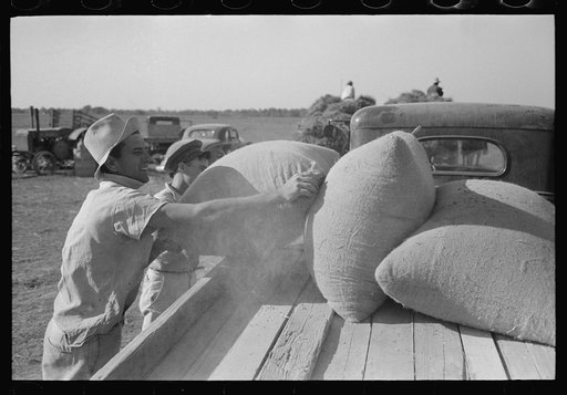 Untitled photo, possibly related to: Sewing filled sack of rice, Crowley, Louisiana
