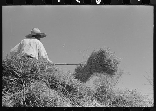 Untitled photo, possibly related to: Pitching bundles of rice into thresher, near Crowley, Louisiana