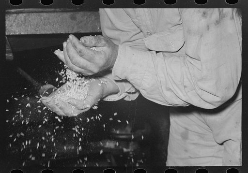 Examining rice to determine progress of milling operation, Crowley, Louisiana, state rice mill
