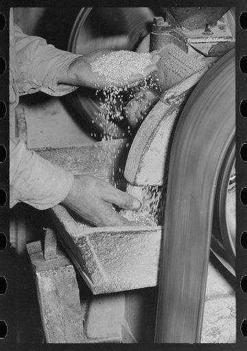 Examining rice to determine progress of milling operation, Crowley, Louisiana, state rice mill