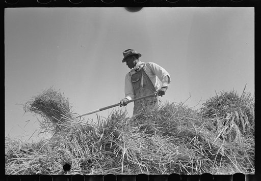 Worker pitching bundles of rice near Crowley, Louisiana