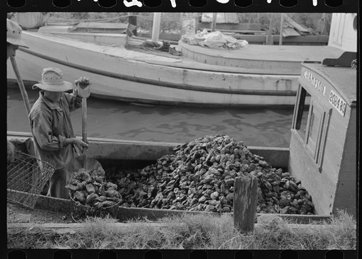 Unloading oysters from fisherman's boat, Olga, Louisiana