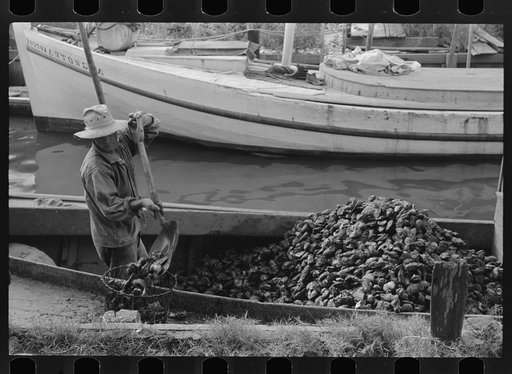 Untitled photo, possibly related to: Unloading oysters from fisherman's boat, Olga, Louisiana