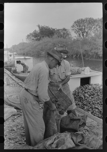 Sacking oysters, Olga, Louisiana