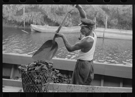 Unloading oysters from boat, Olga, Louisiana