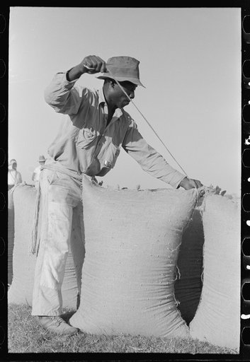 Sewing bags of rice at thresher near Crowley, Louisiana