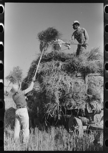 Pitching bundles of rice from rack to wagon. Note how bundle is caught in midair by worker atop wagon. Crowley, Louisiana