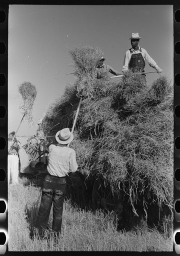 Untitled photo, possibly related to: Pitching bundles of rice from rack to wagon. Note how bundle is caught in midair by worker atop wagon. Crowley, Louisiana