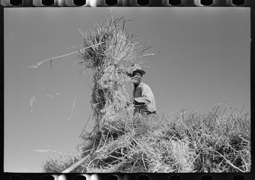 Untitled photo, possibly related to: Pitching bundles of rice from rack to wagon. Note how bundle is caught in midair by worker atop wagon. Crowley, Louisiana