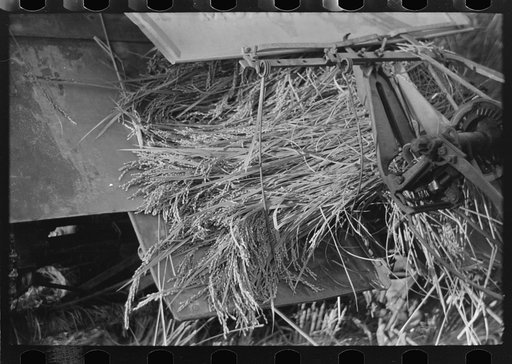 Cut rice being thrown from binder to form a bundle, rice field near Crowley, Louisiana