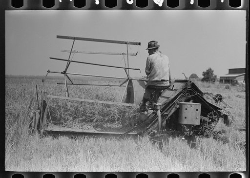 Cutting rice with binder, Crowley, Louisiana