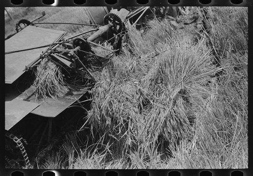 Untitled photo, possibly related to: Cutting rice with binder, Crowley, Louisiana